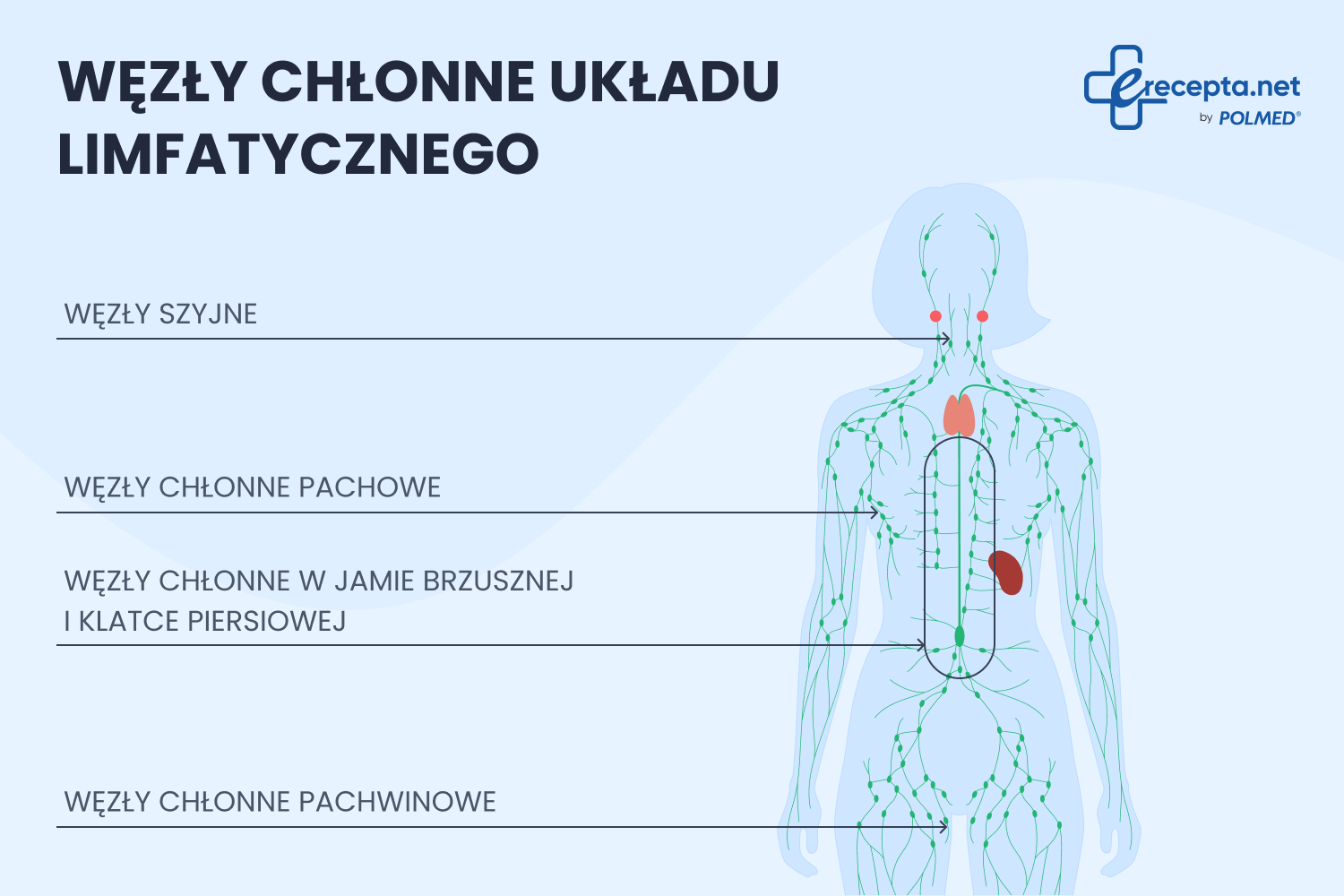 Powiększone węzły chłonne — jak je rozpoznać? Dlaczego nie należy bagatelizować tej dolegliwości?
