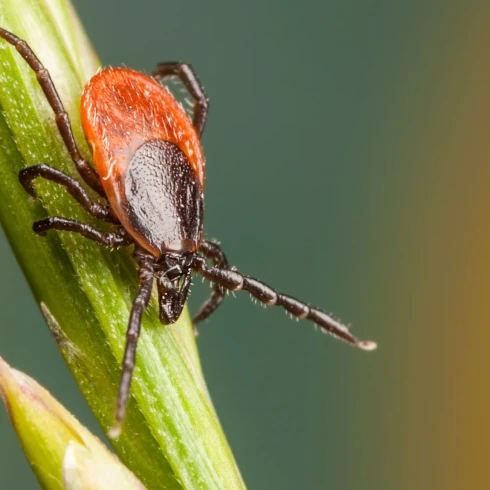 Szczepienie przeciw kleszczowemu zapaleniu mózgu